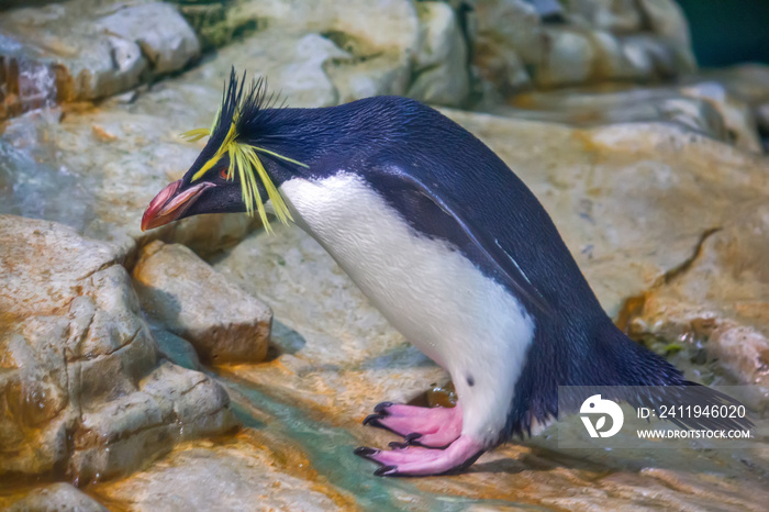 Macaroni penguin