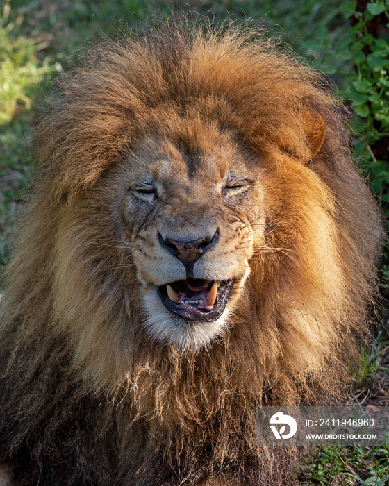非洲雄狮扮鬼脸