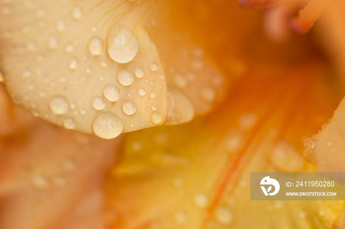 Orange gladiolus with raindrops, macro photo, abstract floral background