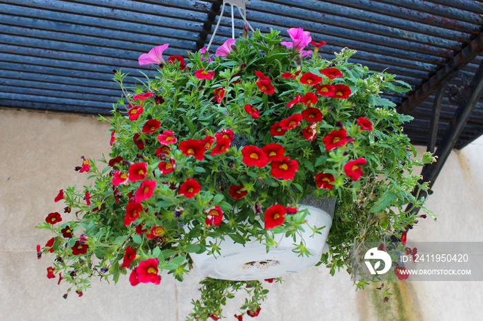 hanging basket of spring flowers