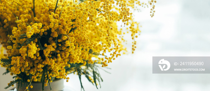 黄色含羞草花的花束。3月8日，妇女节概念。复制空间