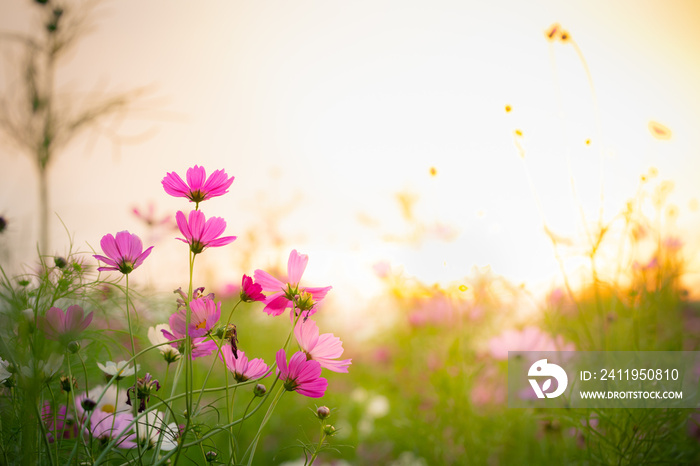 Cosmos flower garden