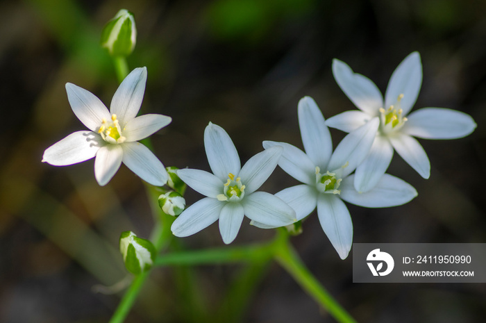 Ornithogalum umbellatum grass lily in bloom, small ornamental and wild white flowering springtime pl