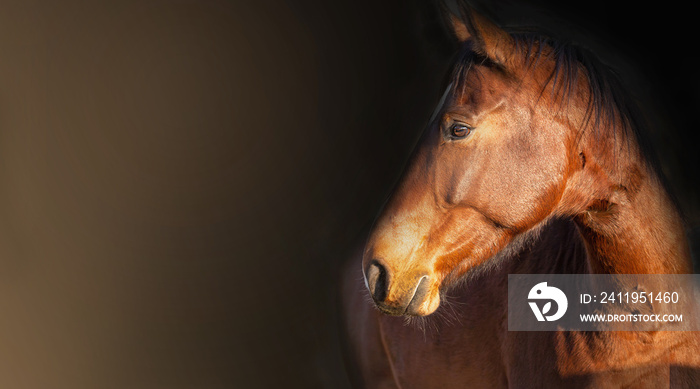 Portrait of a bay horse head on a dark background. Banner with space for text