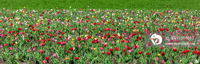 Blühendes Tulpenfeld im Frühling