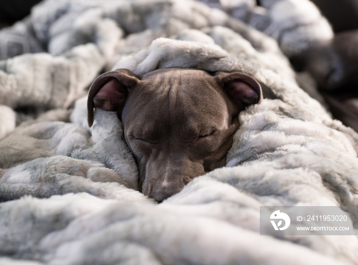 小狗抱在毯子里睡觉