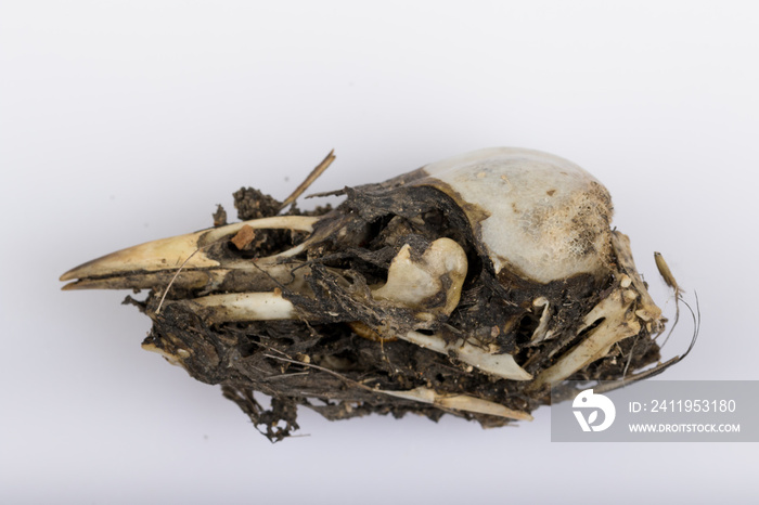 Barn Owl（Tyto alba）颗粒上的鸟头骨和骨头在白色背景下分离，并反射