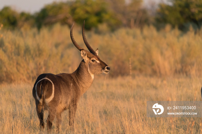 Waterbuck in Botswana Africa