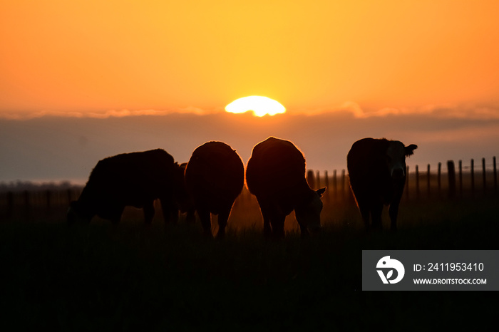 放牧的奶牛剪影，拉潘帕，巴塔哥尼亚，阿根廷。