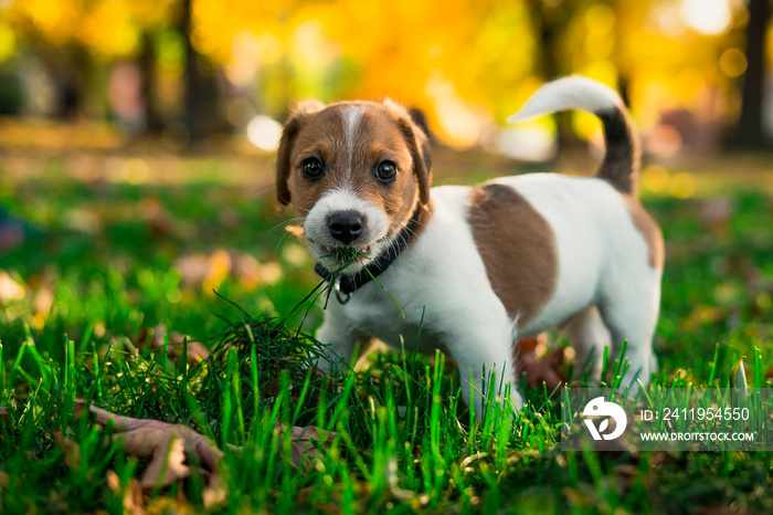 有趣的棕白色小狗，嘴里长满了草。概念：狗素食主义者