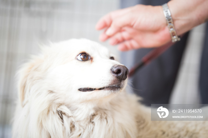 Scared white dog .Adopt a pet