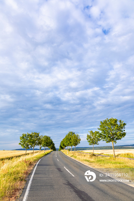 scenic alley road with green trees in sunset in the Taunus Region