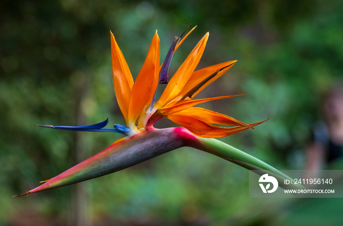 Tropical flower strelitzia or bird of paradise