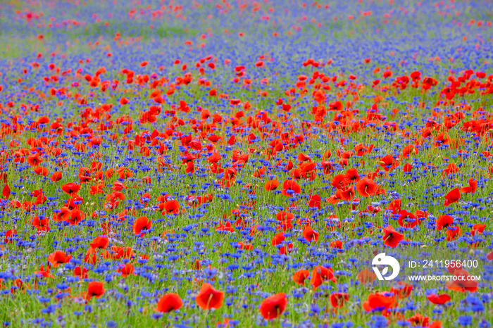 A field with flowers Centaurea cyanus and Poppy