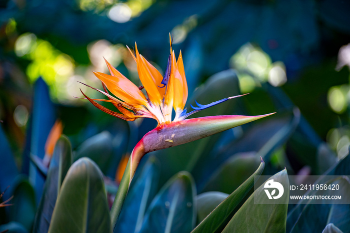 Strelitzia reginae开花，植物园里五颜六色的天堂鸟花