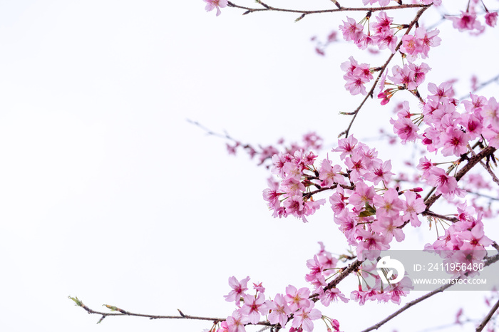 Beautiful cherry blossoms sakura tree bloom in spring isolated on white background, copy space, clos