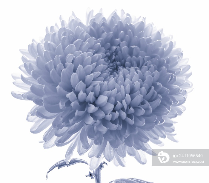 blue chrysanthemum growing on black background