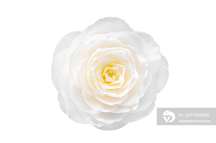 White camellia flower isolated on white background. Camellia japonica