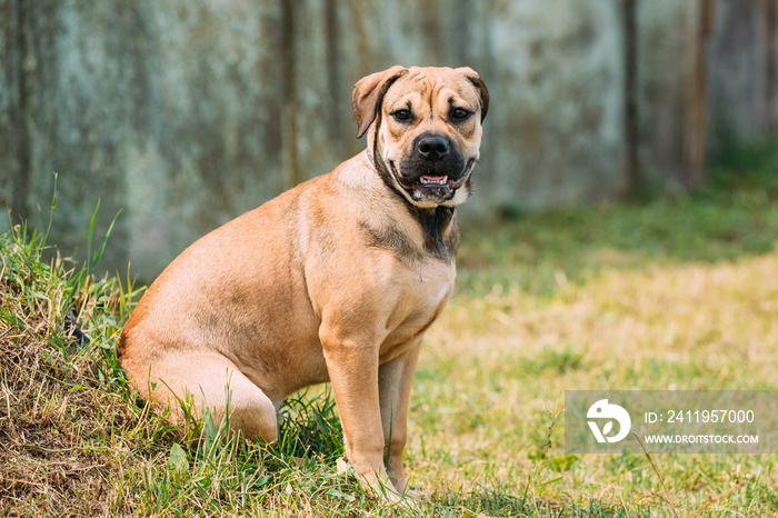 Ca De Bou Or Perro De Presa Mallorquin Puppy Sit Outdoor On Green Grass