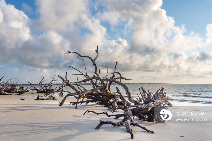 乔治亚州杰基尔岛Driftwood海滩