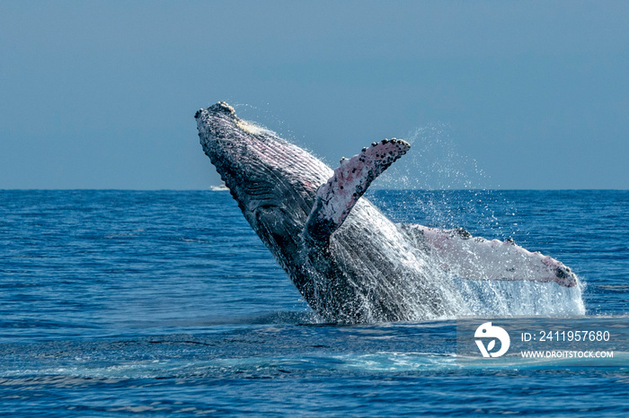 humpback whale breaching in cabo san lucas