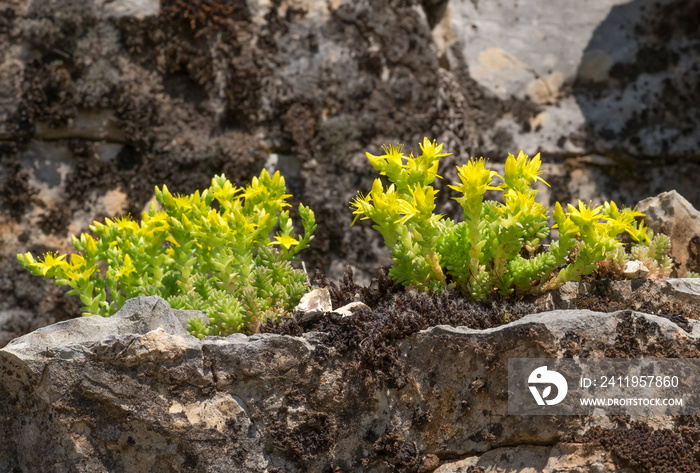 Blühender Mauerpfeffer, Sedum acre, 18092.jpg