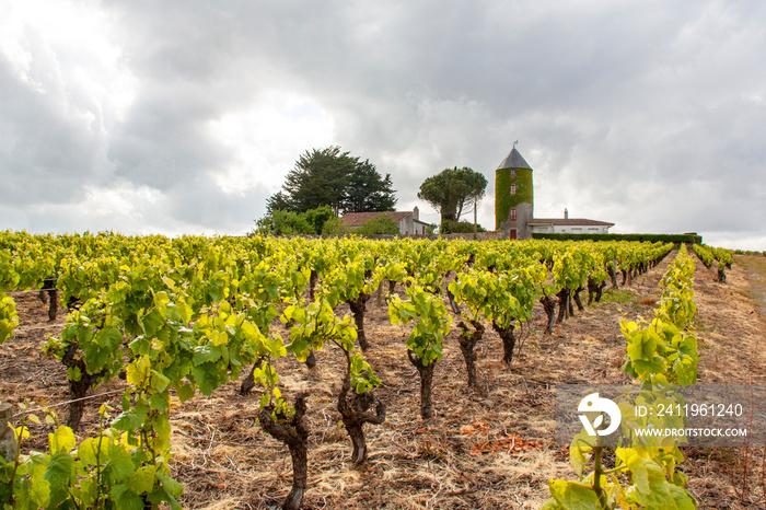 Monnières . Vignoble dans le pays nantais au printemps. Loire-Atlantique. Pays de Loire