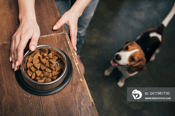 Cropped view of young woman with pet food in bowl near adorable beagle dog