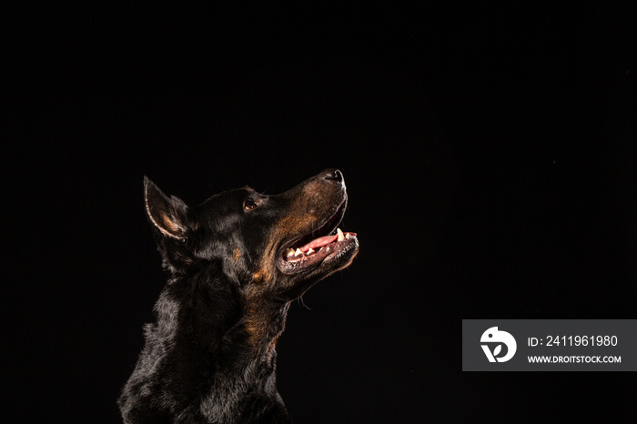 beautiful black male doberman dog on black background