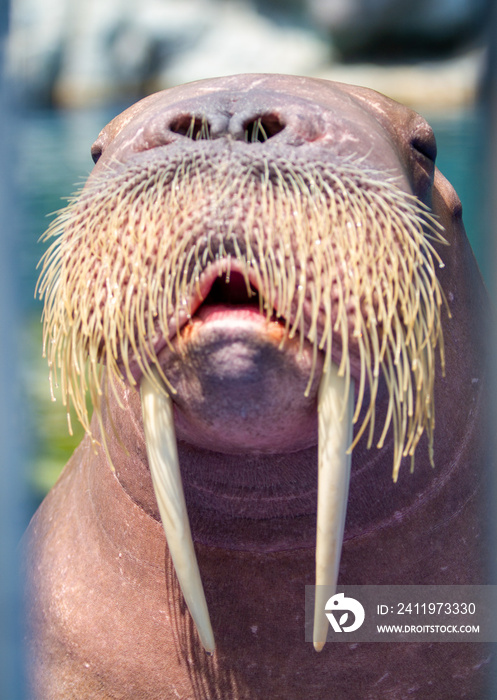 The walrus is a marine mammal