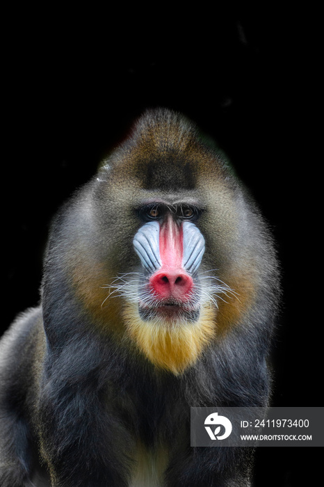 portrait of mandrill staring at the camera