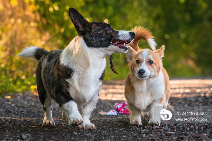 Dwa psy, szczeniaki rasy corgi podczas radosnej zabawy