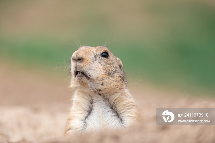 Prairie dog in the meadow