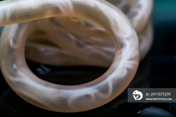 Macro photo of Toxocara canis, dog roundworm