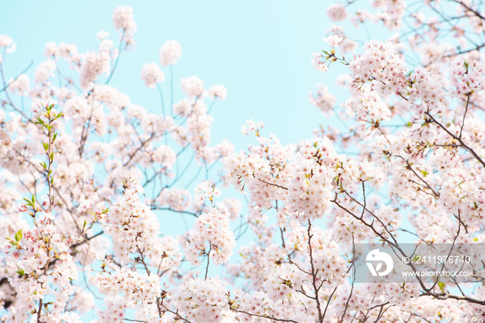 桜　満開　青空