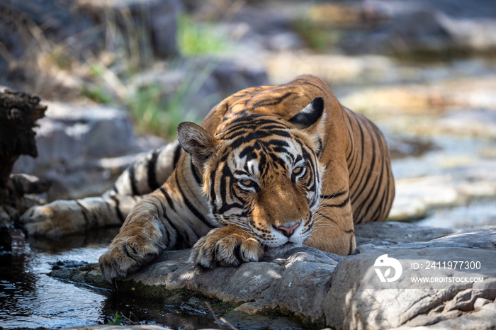孟加拉虎在自然栖息地。野生动物与危险动物的场景。老虎的头部镜头。干燥的森林马