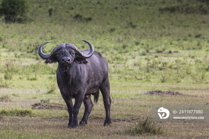 草地上的非洲水牛。