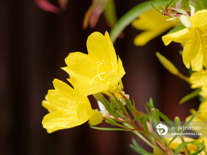 Oenothera fruticosa African Sun ou onagres hybrides Soleil dAfrique jaune à fleurs jaune vif pa