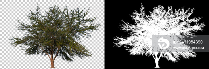 Isolated single tree with clipping path and alpha channel on a transparent picture background. Big t