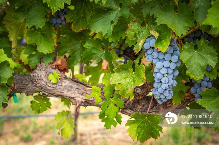 Lush Wine Grapes Clusters Hanging On The Vine