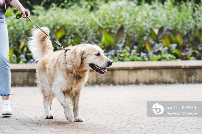 cropped view of girl in casual clothes waking in park with golden retriever