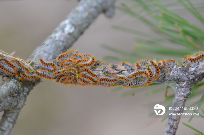 Processionary caterpillar (chenilles processionnaires)