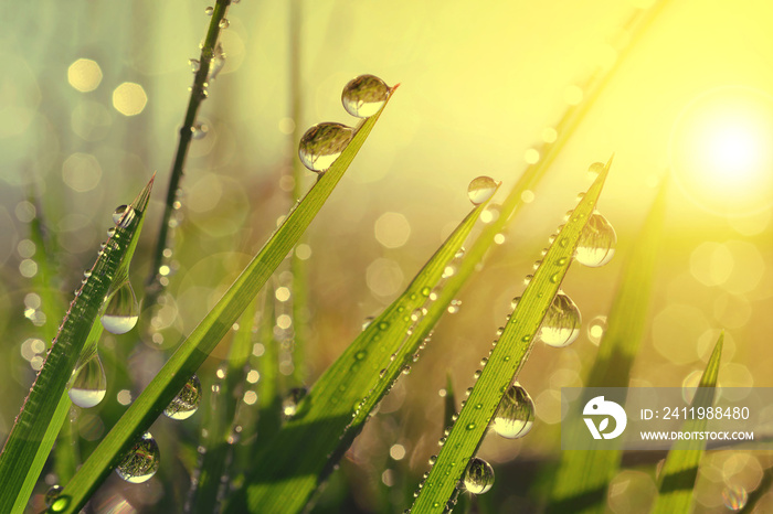 Fresh grass with dew drops at sunrise. Nature Background