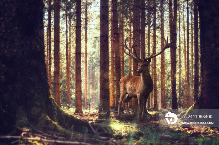 Ein Hirsch steht im sonnigen Wald