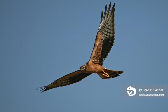 Montagus Harrier（Circus pygargus）少年，西班牙莱里达