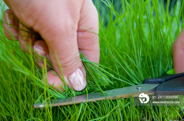 the process of cutting the grass with scissors. lawn mowing