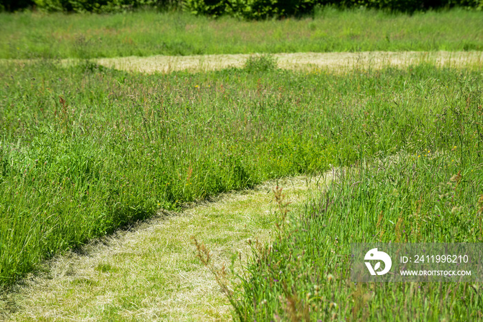 Winding path outside cut through long grass fors hikers to walk through