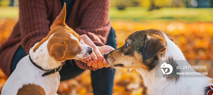 Closeup on young woman feeding dogs outdoors in autumn