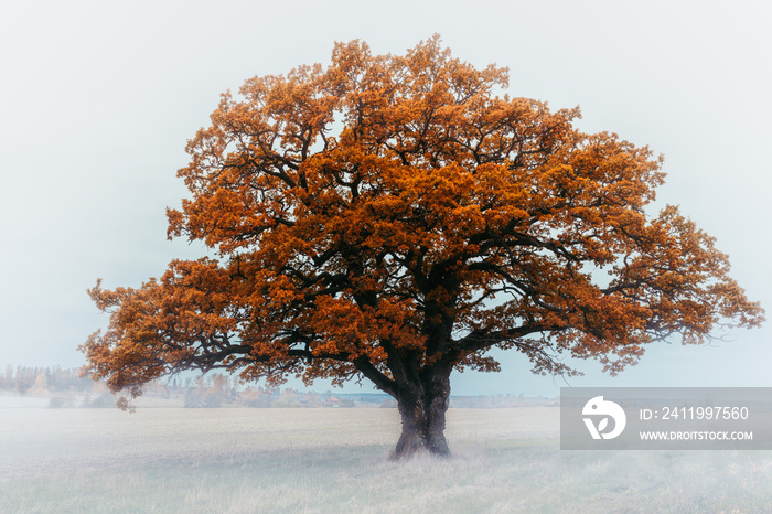 Old autumn oak