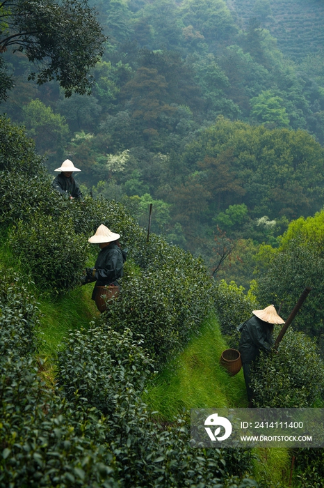 龙井村茶园